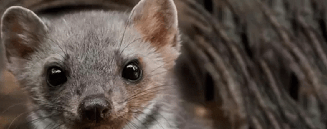 Keine Chance für Marder!