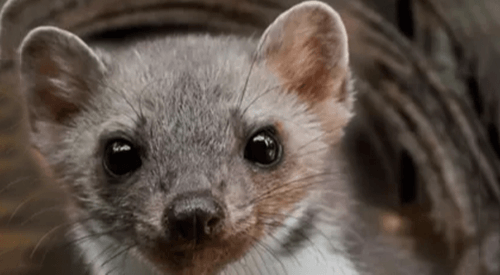 Keine Chance für Marder!